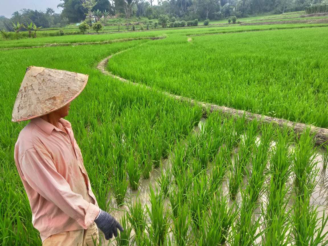 Alih Fungsi Lahan Pertanian Dapat Mengancam Kesejahteraan Petani